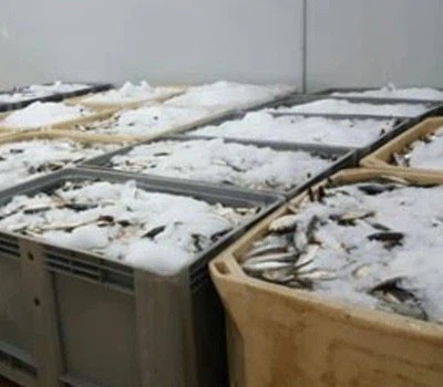 Solid Plastic Pallet Boxes in Cold Chain Logistics Solid Plastic Pallet Boxes in Cold Chain Logistics